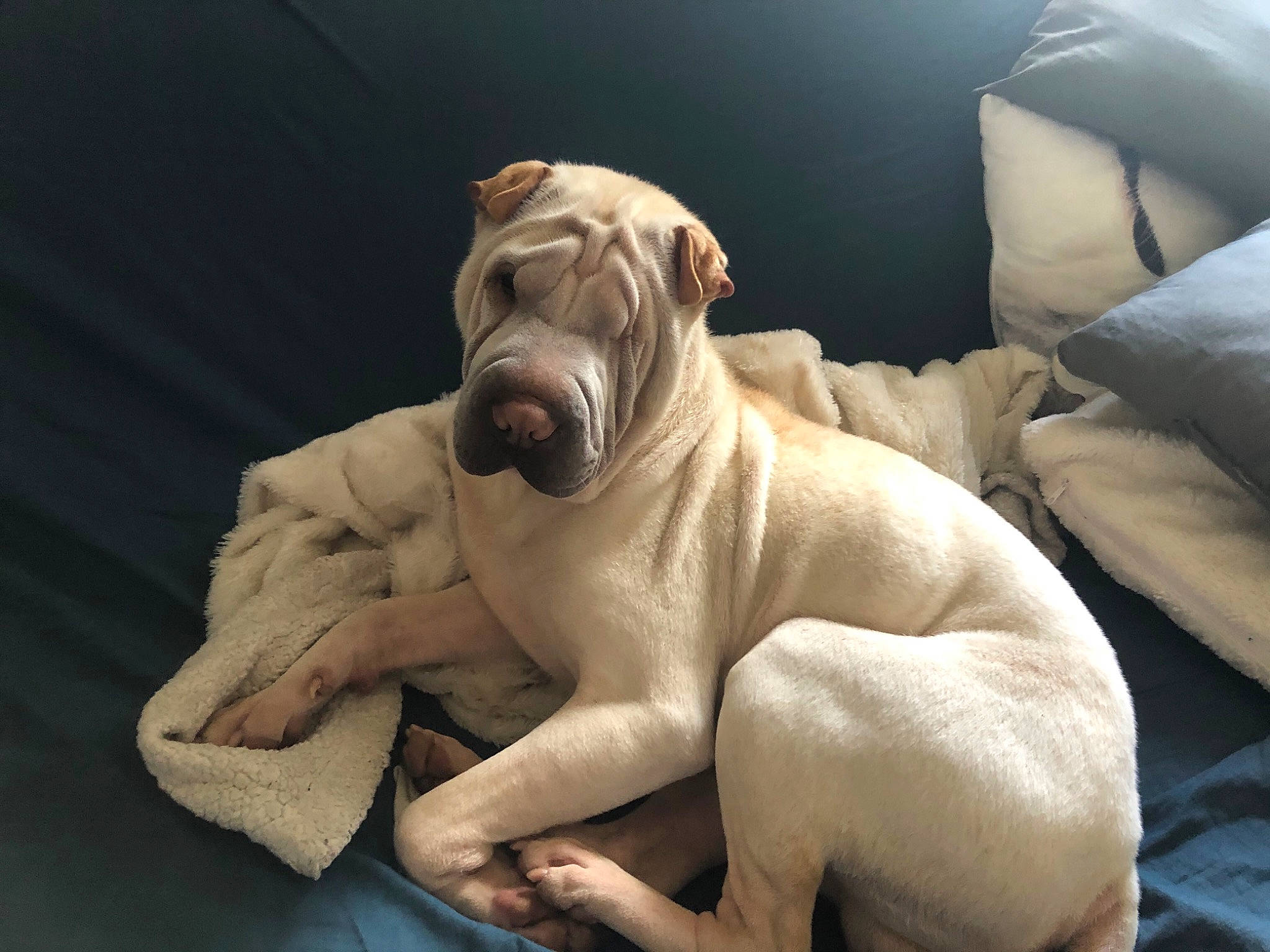 Zak a rejoint le concours — aidez-le/la à gagner de superbes lots ! bulldog, canidae, carnivore, comfort, companion_dog, dog, dog_breed, dog_collar, fawn, molosser, paw, snout, sporting_group, tail, toy_dog, whiskers, white_english_bulldog, window, working_animal, wrinkle