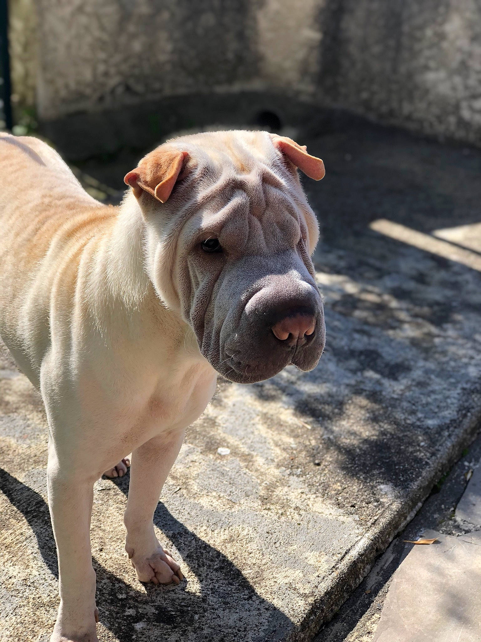 Zak participe au concours pour gagner de l'argent avec cette photo : bulldog, canidae, carnivore, collar, companion_dog, dog, dog_breed, fawn, grass, molosser, road_surface, snout, sporting_group, tail, terrestrial_animal, whiskers, wood, working_animal, working_dog, wrinkle