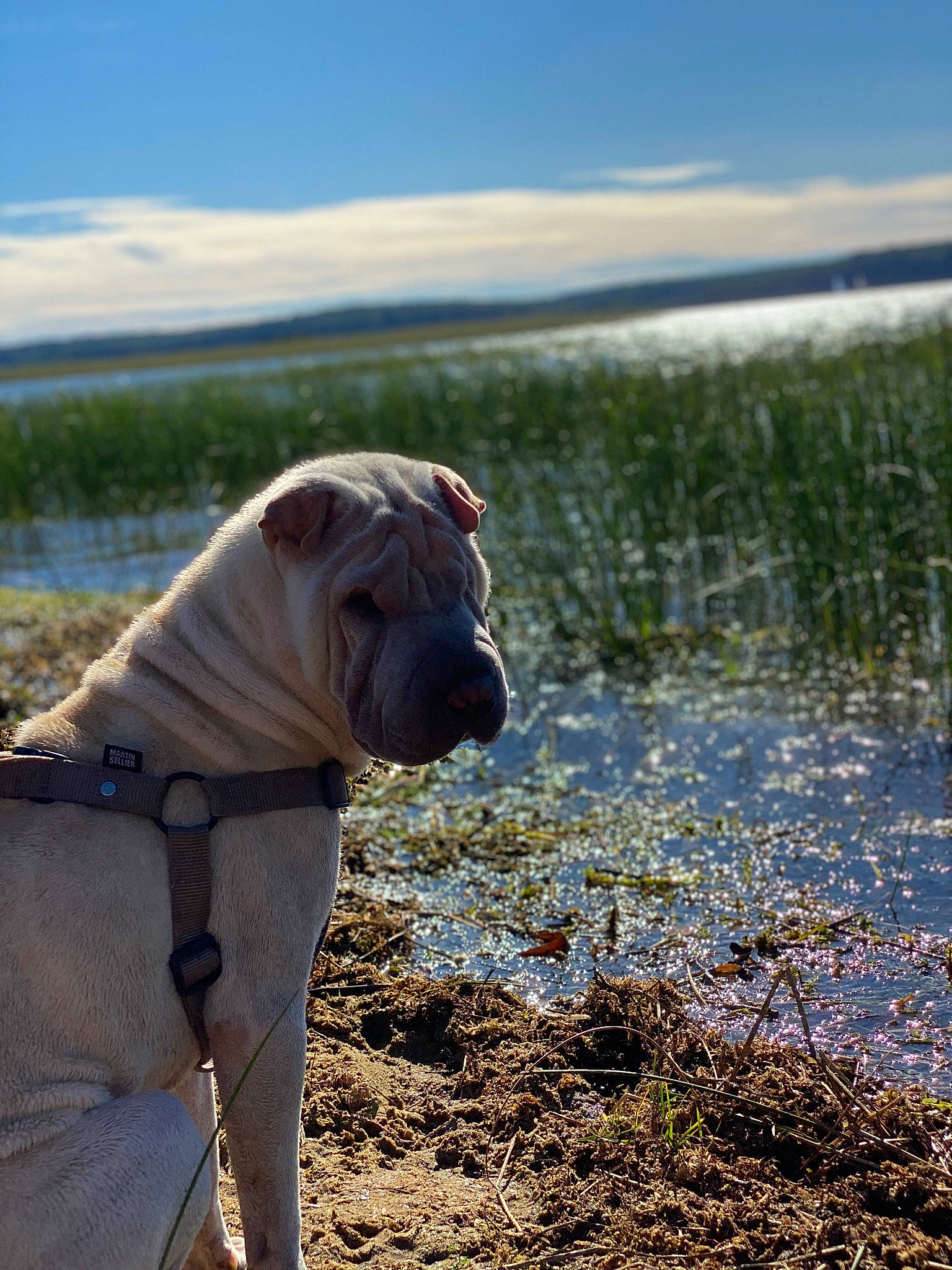 Zak a rejoint le concours — aidez-le/la à gagner de superbes lots ! bulldog, carnivore, cloud, collar, companion_dog, dog, dog_breed, dog_collar, fawn, grass, grassland, landscape, leash, pet_supply, plant, sky, snout, tree, water, wrinkle