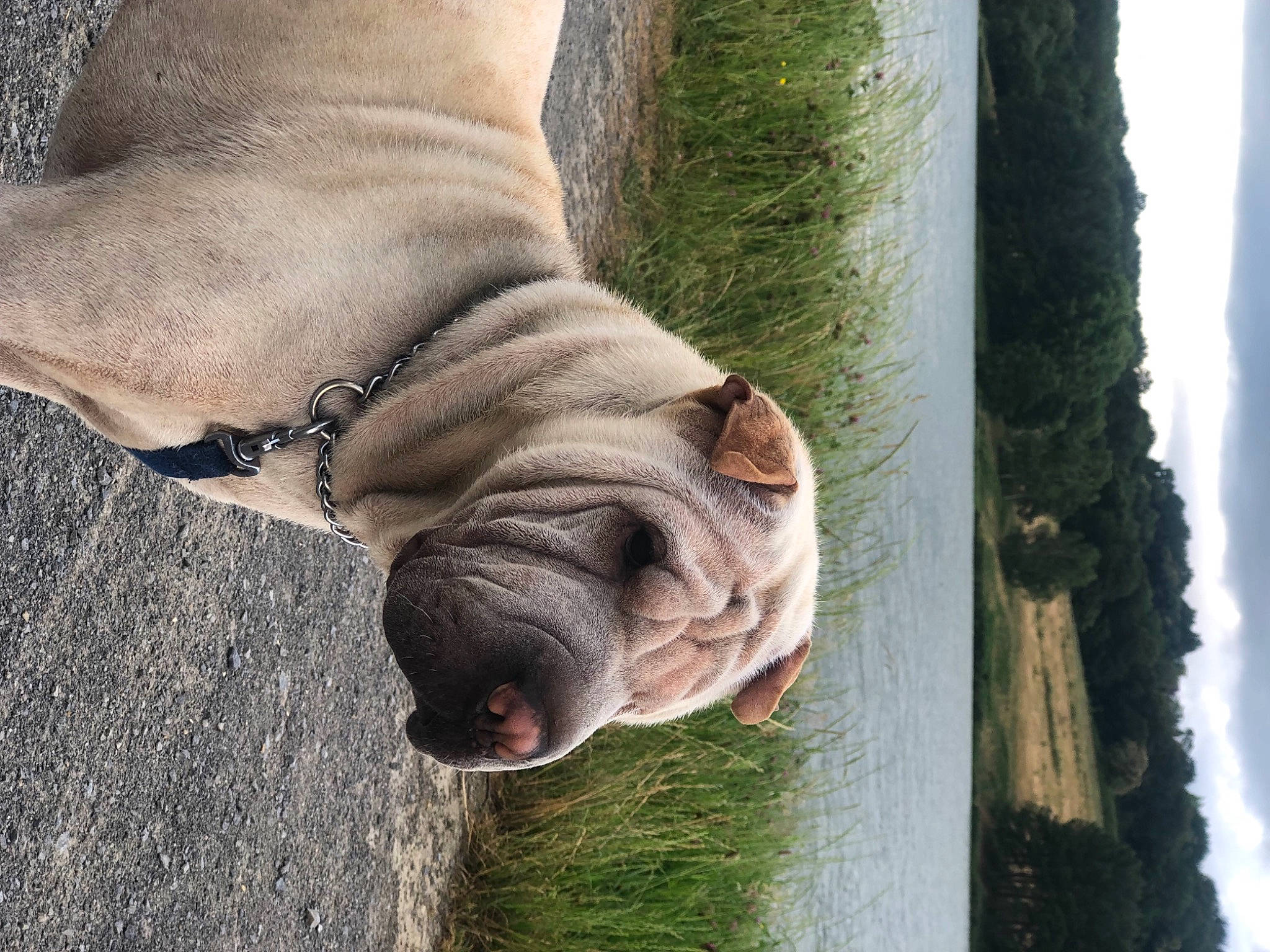Zak participe au concours pour gagner de l'argent avec cette photo : cloud, dog_breed, elephant, fawn, foot, grass, grey, human_leg, leg, plant, sky, snout, sporting_group, terrestrial_animal, tree, trunk, water, wood, working_animal, wrinkle
