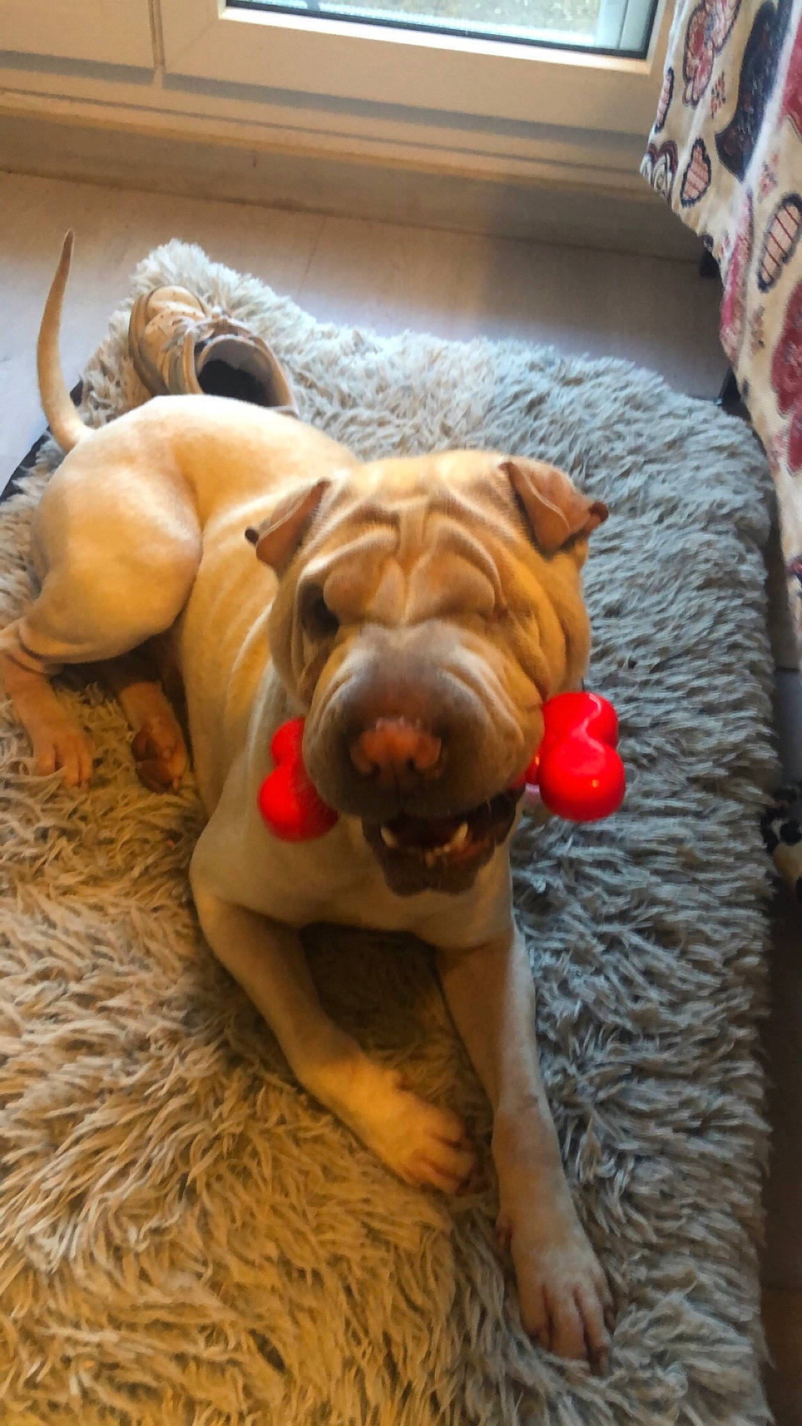 Zak a rejoint le concours — aidez-le/la à gagner de superbes lots ! bulldog, carnivore, comfort, companion_dog, dog, dog_breed, dog_clothes, dog_supply, fawn, felidae, flooring, snout, sporting_group, tail, toy, toy_dog, whiskers, wood, working_animal, wrinkle