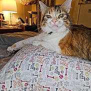 Bj joined the competition — help win amazing prizes! cat, calico_cat, pet, indoor, pillow, bed, bedroom, lamp, nightstand, whiskers, green_eyes, collar, cozy, fur, closeup, portrait, domestic_cat, furniture, blanket, nighttime