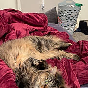 Lizzy joined the competition — help win amazing prizes! animal, bedroom, blanket, carpet, cat, cozy, domestic, door, feline, fluffy, fur, green_eyes, indoor, laundry_basket, pet, red_blanket, relaxed, resting, sleepy, tabby