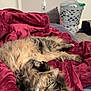 animal, bedroom, blanket, carpet, cat, cozy, domestic, door, feline, fluffy, fur, green_eyes, indoor, laundry_basket, pet, red_blanket, relaxed, resting, sleepy, tabby