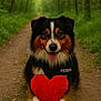 Ratigan participe au concours pour gagner de l'argent avec cette photo : dog, animal, pet, forest, path, nature, outdoor, tricolor, happy, tongue_out, heart_shaped_toy, plush, fur, canine, smiling, walking_trail, greenery, leaves, woods, adorable