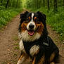Ratigan participe au concours pour gagner de l'argent avec cette photo : dog, animal, pet, forest, path, outdoor, nature, happy, cute, fluffy, tricolor, canine, sitting, harness, smiling, greenery, trees, daylight, muzzle, ears