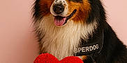 Ratigan participe au concours pour gagner de l'argent avec cette photo : dog, australian_shepherd, tricolor, fluffy, heart_shaped_plush, red_heart, pet, animal, studio_shot, pink_background, cute, friendly, tongue_out, portrait, paw, fur, canine, smiling, indoor, adorable