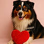 dog, australian_shepherd, tricolor, fluffy, heart_shaped_plush, red_heart, pet, animal, studio_shot, pink_background, cute, friendly, tongue_out, portrait, paw, fur, canine, smiling, indoor, adorable