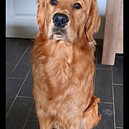 Vérone participe au concours pour gagner de l'argent avec cette photo : animal, brown, canine, companion, cute, dog, domestic, ears, floor, friendly, fur, golden_retriever, indoor, looking, nose, paw, pet, portrait, sitting, tile