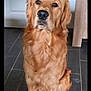animal, brown, canine, companion, cute, dog, domestic, ears, floor, friendly, fur, golden_retriever, indoor, looking, nose, paw, pet, portrait, sitting, tile