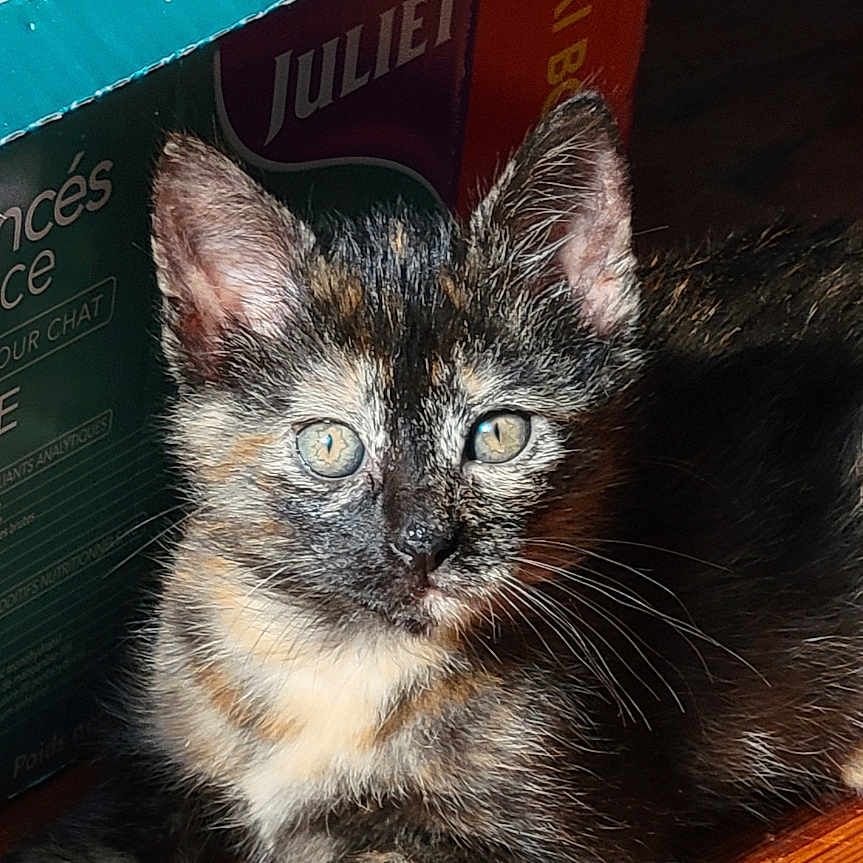 Taro