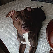 Amelia is registered to the contest to win money with this photo: dog, brown_dog, white_chest, lying, bed, blanket, indoor, pet, animal, curious, ears_up, looking, canine, fur, companion, domestic, relaxed, closeup, mammal, home