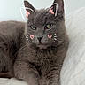 cat, gray_cat, pet, feline, animal, bed, resting, whiskers, ears, cute, doodle, drawing, relaxing, indoor, fur, portrait, looking_away, soft_texture, paws, cozy