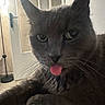 cat, gray_cat, tongue_out, close_up, indoor, pet, animal, feline, whiskers, ears, door, lamp, carpet, resting, expression, face, fur, cute, domestic_cat, household