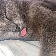 Chicha a rejoint le concours — aidez-le/la à gagner de superbes lots ! cat, sleeping, tongue_out, gray_fur, close_up, pet, animal, cute, resting, soft, whiskers, feline, domestic_cat, peaceful, cozy, fur_texture, adorable, indoor, relaxed, nap