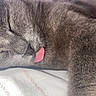 cat, sleeping, tongue_out, gray_fur, close_up, pet, animal, cute, resting, soft, whiskers, feline, domestic_cat, peaceful, cozy, fur_texture, adorable, indoor, relaxed, nap