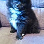 Ember is registered to the contest to win money with this photo: puppy, dog, black_fur, white_fur, fluffy, pet, couch, indoor, furniture, sitting, young_dog, cute, animal, domestic_animal, fur, small_dog, canine, companion, resting, home