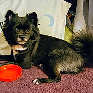 Ember joined the competition — help win amazing prizes! animal, black_dog, canine, carpet, closeup, companion, curious, cute, dog, domestic, ears, fluffy, fur, indoor, laying_down, orange_lid, pet, pillow, resting, tail