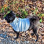 Ember joined the competition — help win amazing prizes! dog, black_dog, sweater, knitted_sweater, pet, outdoor, autumn, leaves, gravel, nature, curious, standing, furry, small_dog, walking_path, forest_floor, fall, leaf_litter, animal, canine