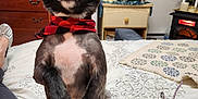 Ember is registered to the contest to win money with this photo: dog, pet, small_dog, black_dog, red_scarf, bed, blanket, glasses, person_leg, footwear, dresser, plants, candles, picture_frame, room_interior, furniture, cozy, curtains, home, indoor