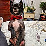 dog, pet, small_dog, black_dog, red_scarf, bed, blanket, glasses, person_leg, footwear, dresser, plants, candles, picture_frame, room_interior, furniture, cozy, curtains, home, indoor