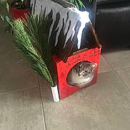 Bubulle participe au concours pour gagner de l'argent avec cette photo : cat, cardboard_house, plant, indoor, floor, tile, greenery, decor, pet, cute, animal, curious, domestic, cozy, winter, handmade, box, feline, face, home
