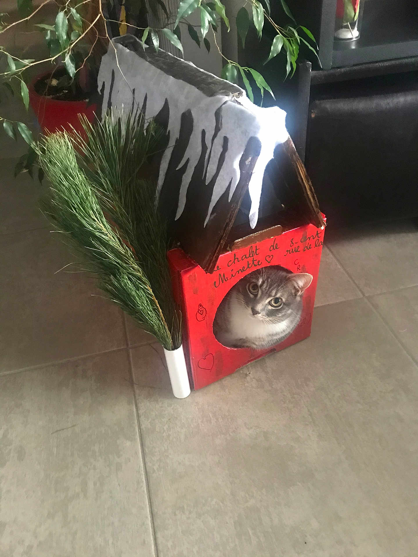 Bubulle participe au concours pour gagner de l'argent avec cette photo : cat, cardboard_house, plant, indoor, floor, tile, greenery, decor, pet, cute, animal, curious, domestic, cozy, winter, handmade, box, feline, face, home