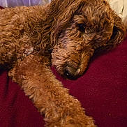 Jaffe Smith joined the competition — help win amazing prizes! dog, curly_fur, sleeping, paw, blanket, red_blanket, cozy, indoor, pet, resting, closeup, fur, canine, relaxed, animal, bed, napping, warm_lighting, companion, cute