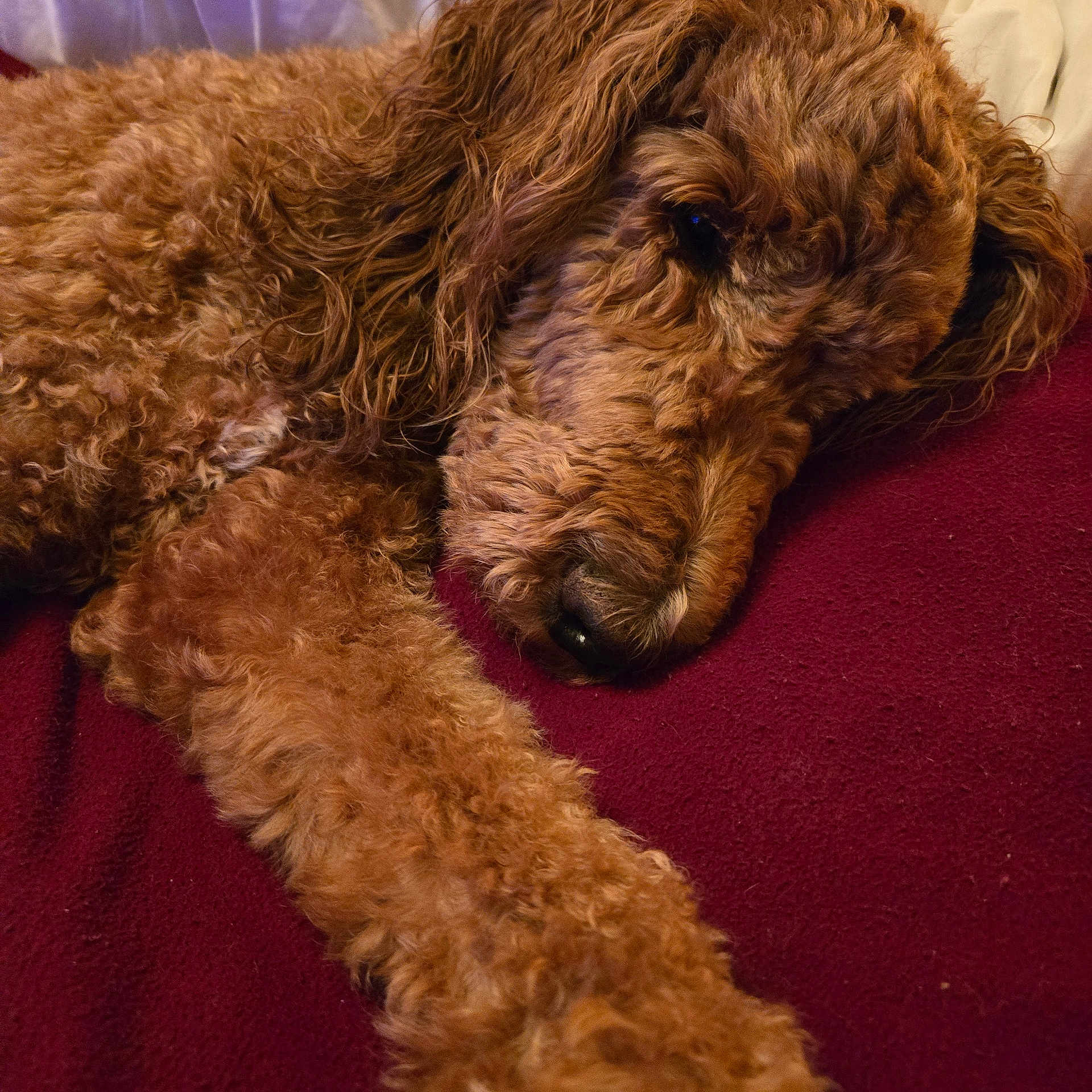Jaffe joined the competition — help win amazing prizes! dog, curly_hair, brown_fur, pet, lying_down, paw, close_up, cozy, blanket, resting, indoor, fur, animal, sleepy, cute, companion, relaxing, soft_texture, canine, mammal