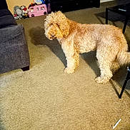 Rosia Brown is registered to the contest to win money with this photo: animal, brown, carpet, cozy, curious, curly_coat, curly_fur, dog, domestic_animal, floor, furniture, home, indoor, living_room, mammal, pet, sofa, standing, table, toy