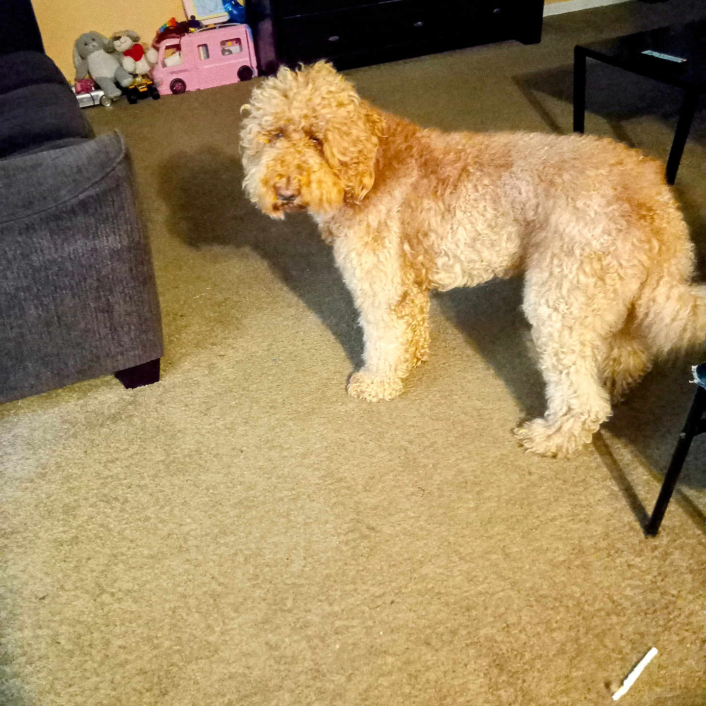 Rosia Brown is registered to the contest to win money with this photo: animal, brown, carpet, cozy, curious, curly_coat, curly_fur, dog, domestic_animal, floor, furniture, home, indoor, living_room, mammal, pet, sofa, standing, table, toy