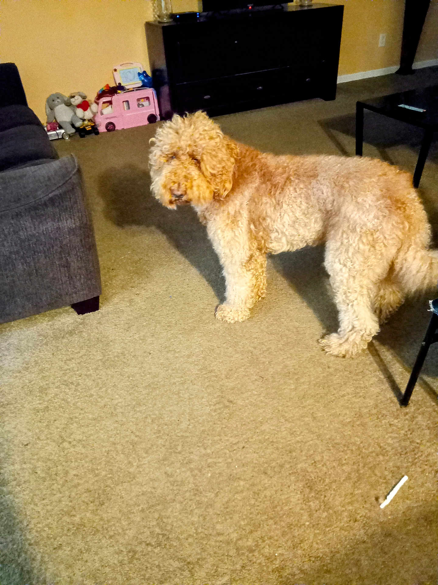 Rosia Brown is registered to the contest to win money with this photo: animal, brown, carpet, cozy, curious, curly_coat, curly_fur, dog, domestic_animal, floor, furniture, home, indoor, living_room, mammal, pet, sofa, standing, table, toy
