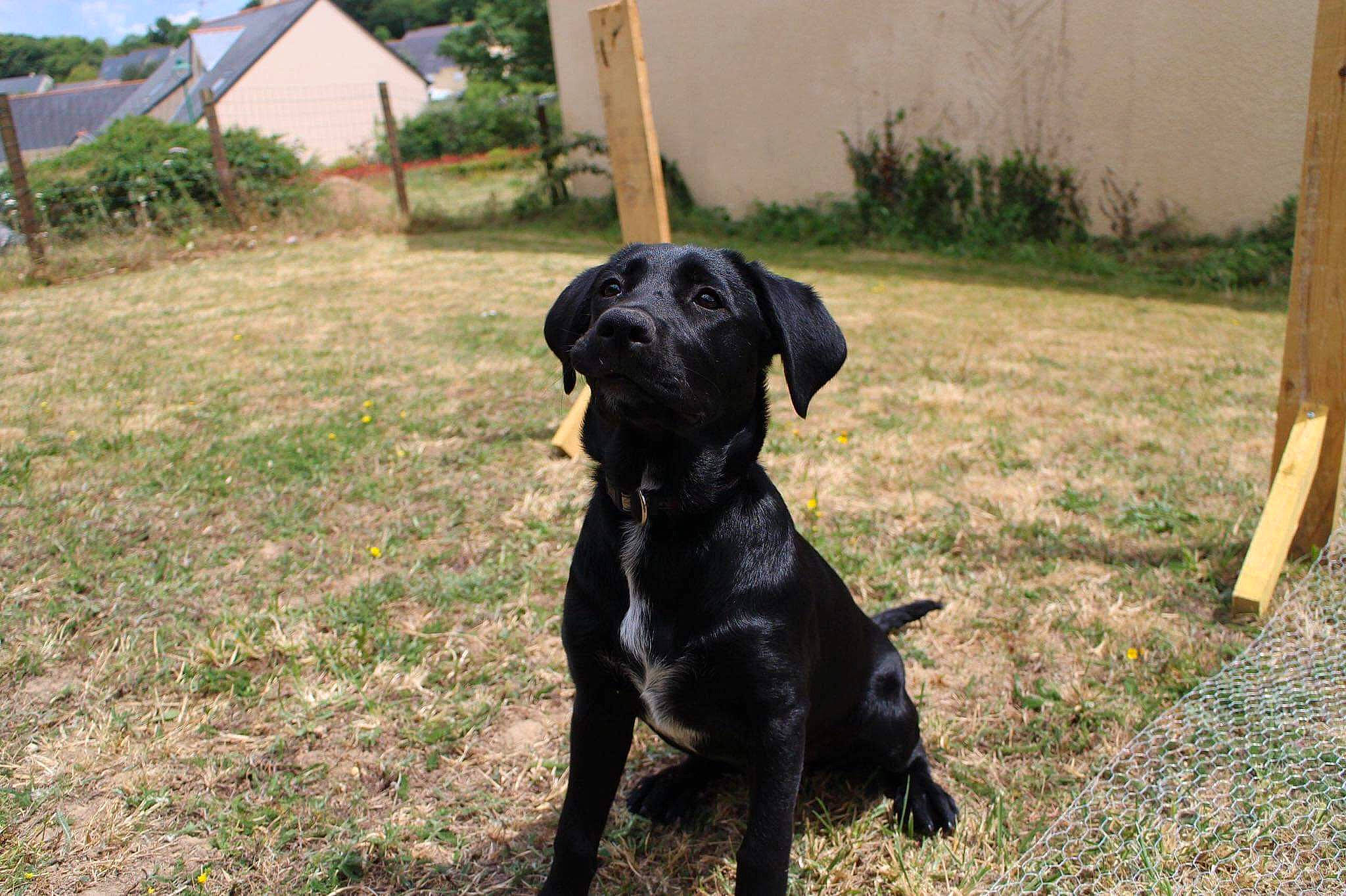 Isis participe au concours pour gagner de l'argent avec cette photo : borador, carnivore, collar, companion_dog, dog, dog_breed, dog_collar, fawn, grass, guard_dog, gun_dog, hunting_dog, plant, sporting_group, tail, tent, terrestrial_animal, tree, working_animal, working_dog