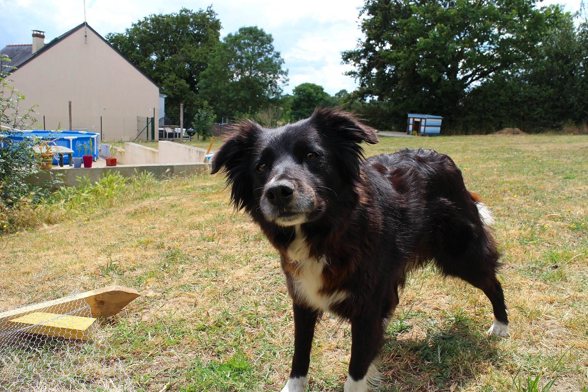 Habby a rejoint le concours — aidez-le/la à gagner de superbes lots ! canidae, carnivore, cloud, collar, companion_dog, dog, dog_breed, dog_collar, fur, giant_dog_breed, grass, herding_dog, plant, sky, snout, sporting_group, tail, tree, working_animal, working_dog