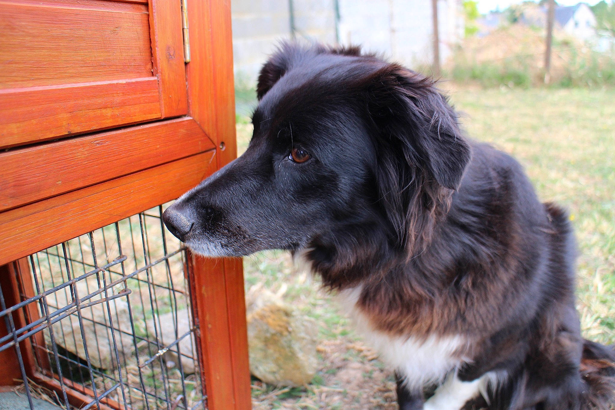 Habby a rejoint le concours — aidez-le/la à gagner de superbes lots ! borador, canidae, carnivore, collar, companion_dog, dog, dog_breed, dog_collar, fence, fur, grass, gun_dog, plant, retriever, snout, spaniel, sporting_group, tail, whiskers, wood