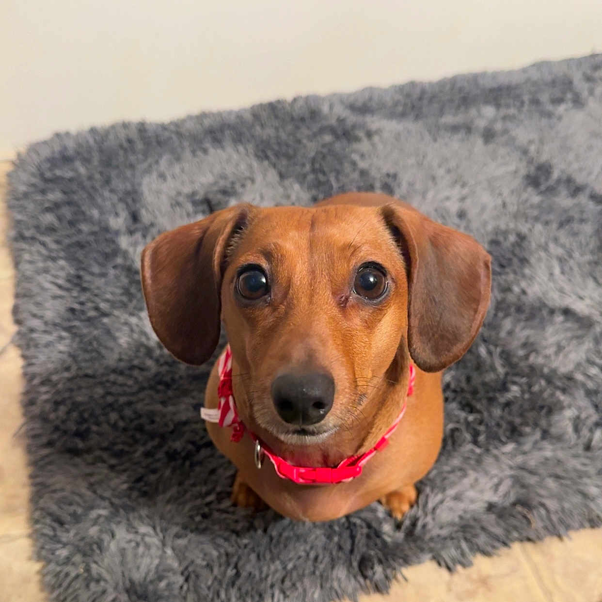 Peep is registered to the contest to win money with this photo: accessories, animal, beagle, canine, collar, cushion, dog, dogbed, homedecor, hound, labradorretriever, mat, pet, pointer, puppy, rug, snout, whitedog