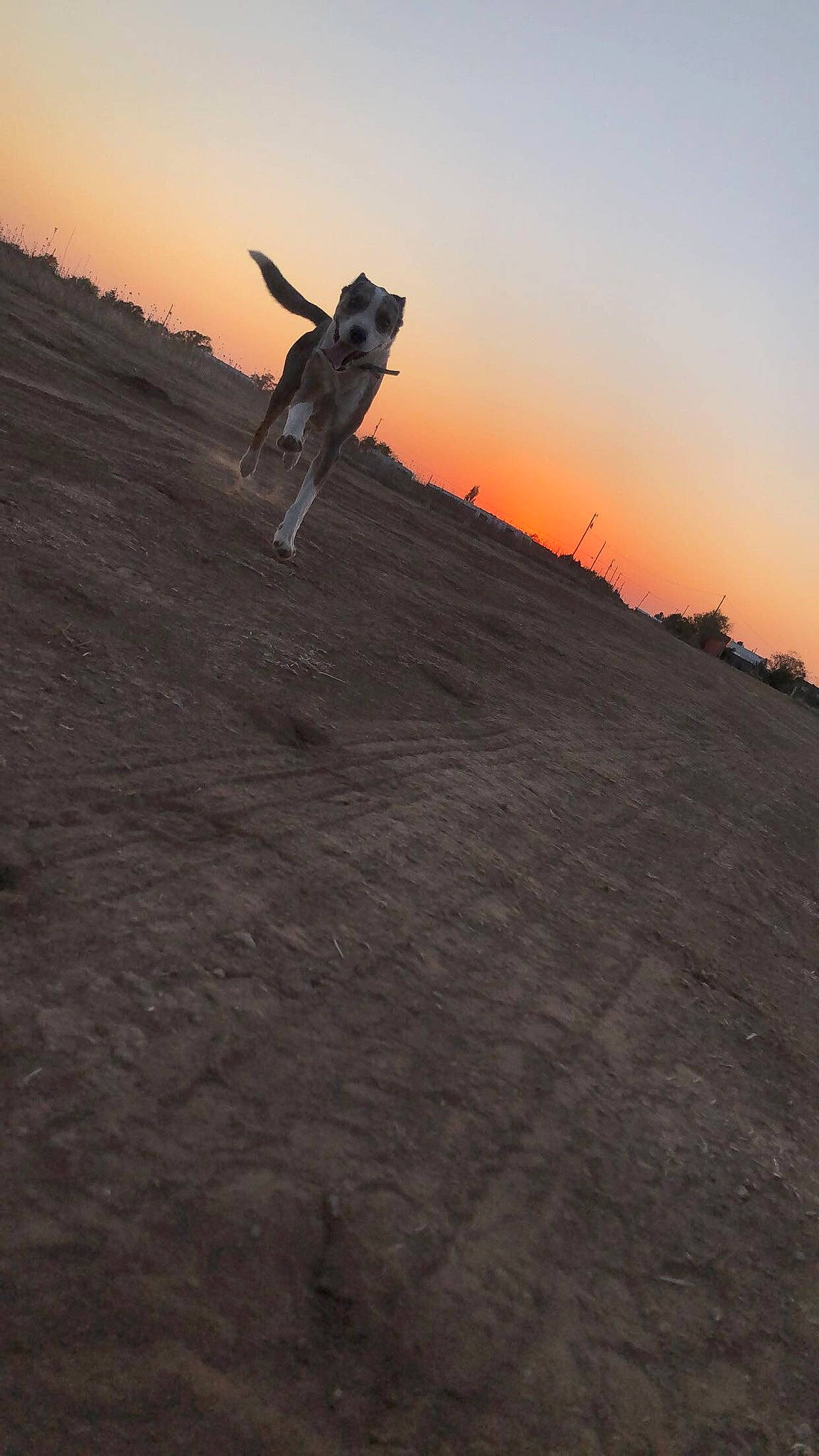 Mowgli is registered to the contest to win money with this photo: aeolian_landform, cloud, flash_photography, gesture, happy, heat, hill, horizon, landscape, people_in_nature, recreation, rolling, sand, shadow, singing_sand, sky, slope, soil, tree, wood