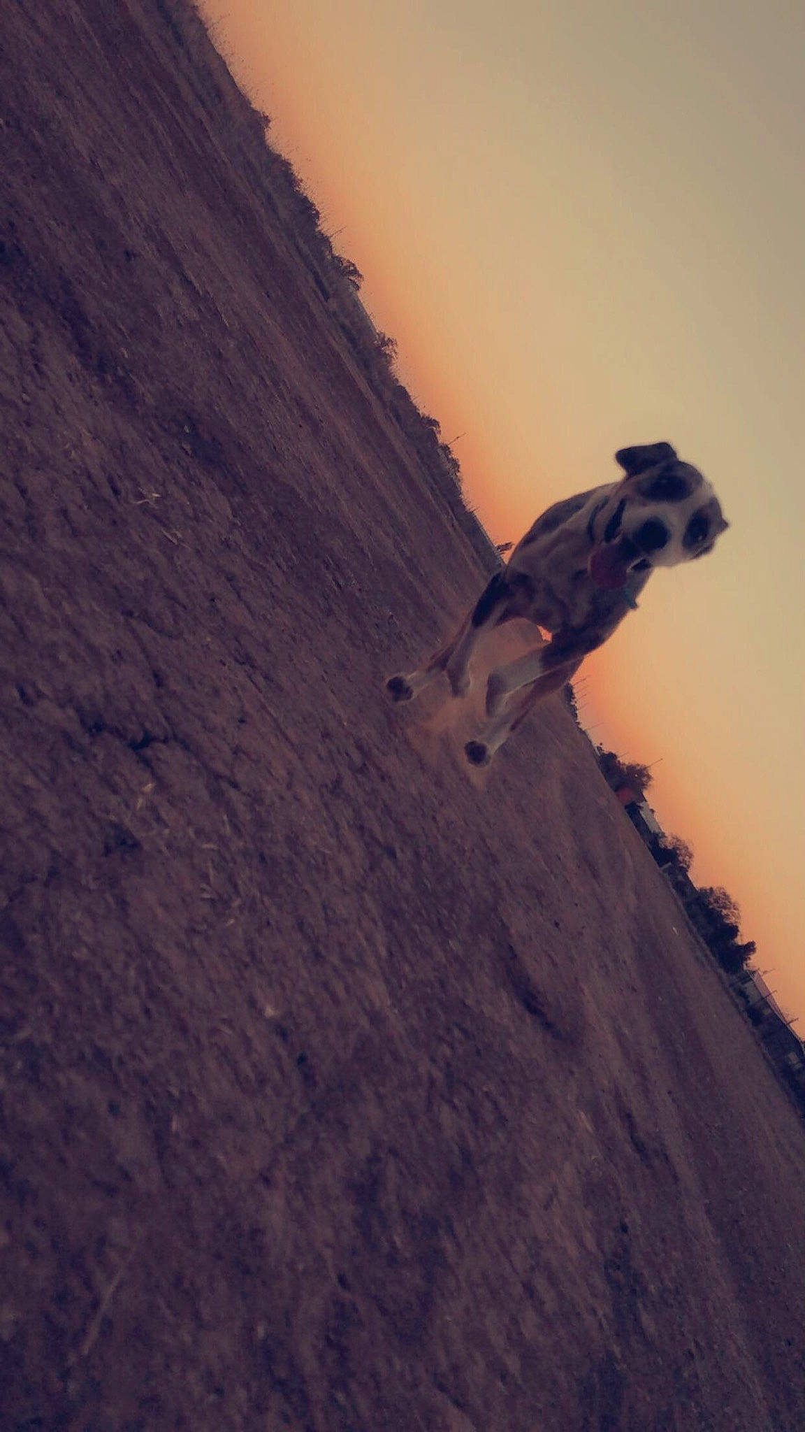 Mowgli is registered to the contest to win money with this photo: aeolian_landform, climbing, extreme_sport, geological_phenomenon, heat, hill, landscape, mountain, mountaineer, recreation, rock, sand, shadow, sky, slope, soil, sport_climbing, tints_and_shades, tree, wood