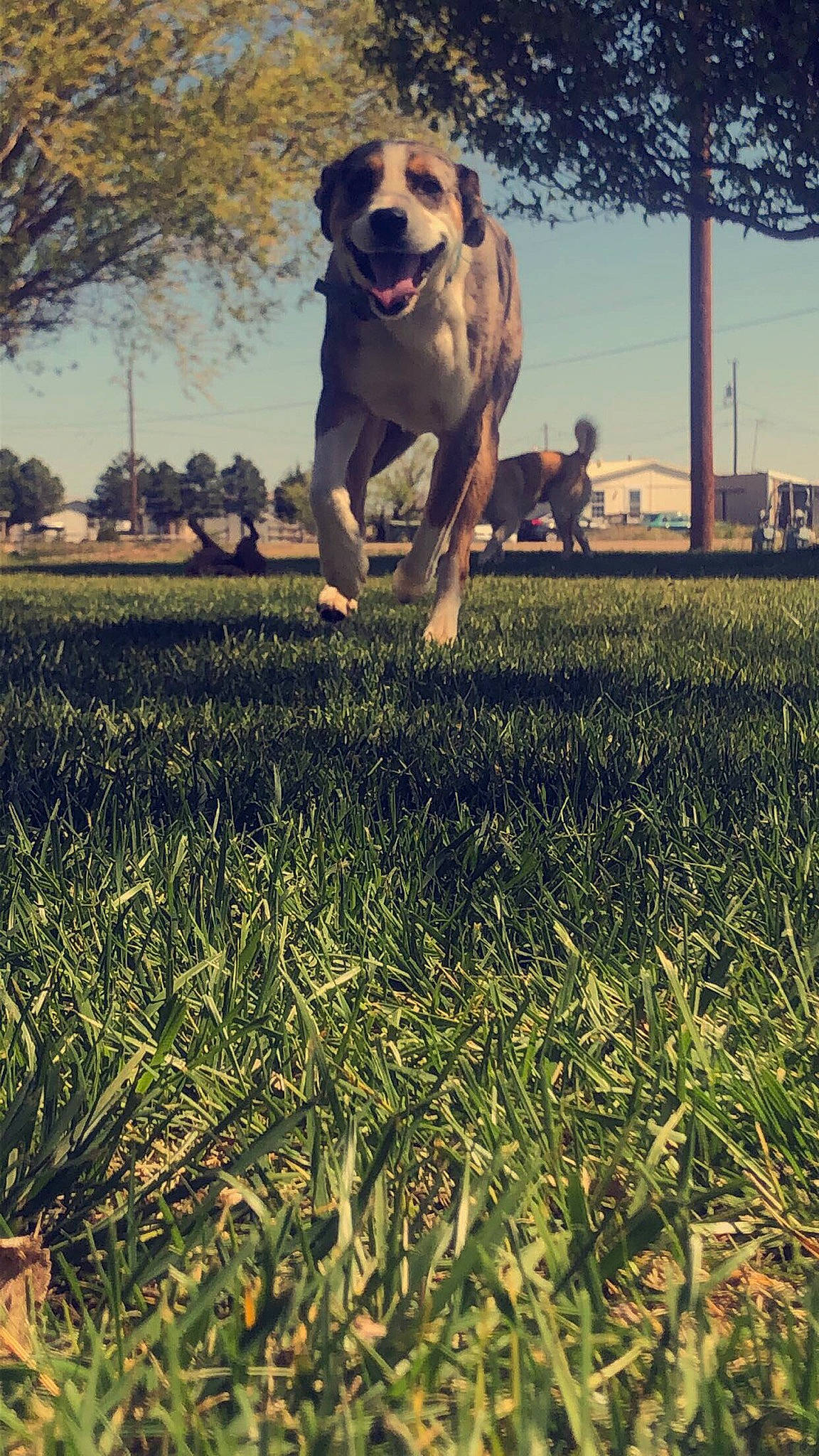 Mowgli joined the competition — help win amazing prizes! agriculture, ball, carnivore, companion_dog, dog, dog_breed, fawn, gesture, grass, happy, light, morning, people_in_nature, plant, sky, summer, sunlight, tennis_ball, tints_and_shades, tree