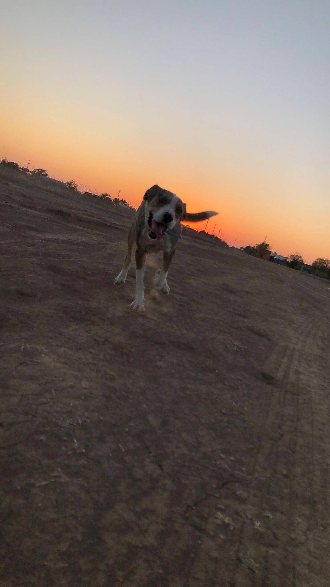 Mowgli is registered to the contest to win money with this photo: aeolian_landform, canidae, carnivore, cloud, dog, dog_breed, dusk, fawn, hill, horizon, landscape, ocean, road, sand, sky, soil, sporting_group, sunrise, sunset, tail
