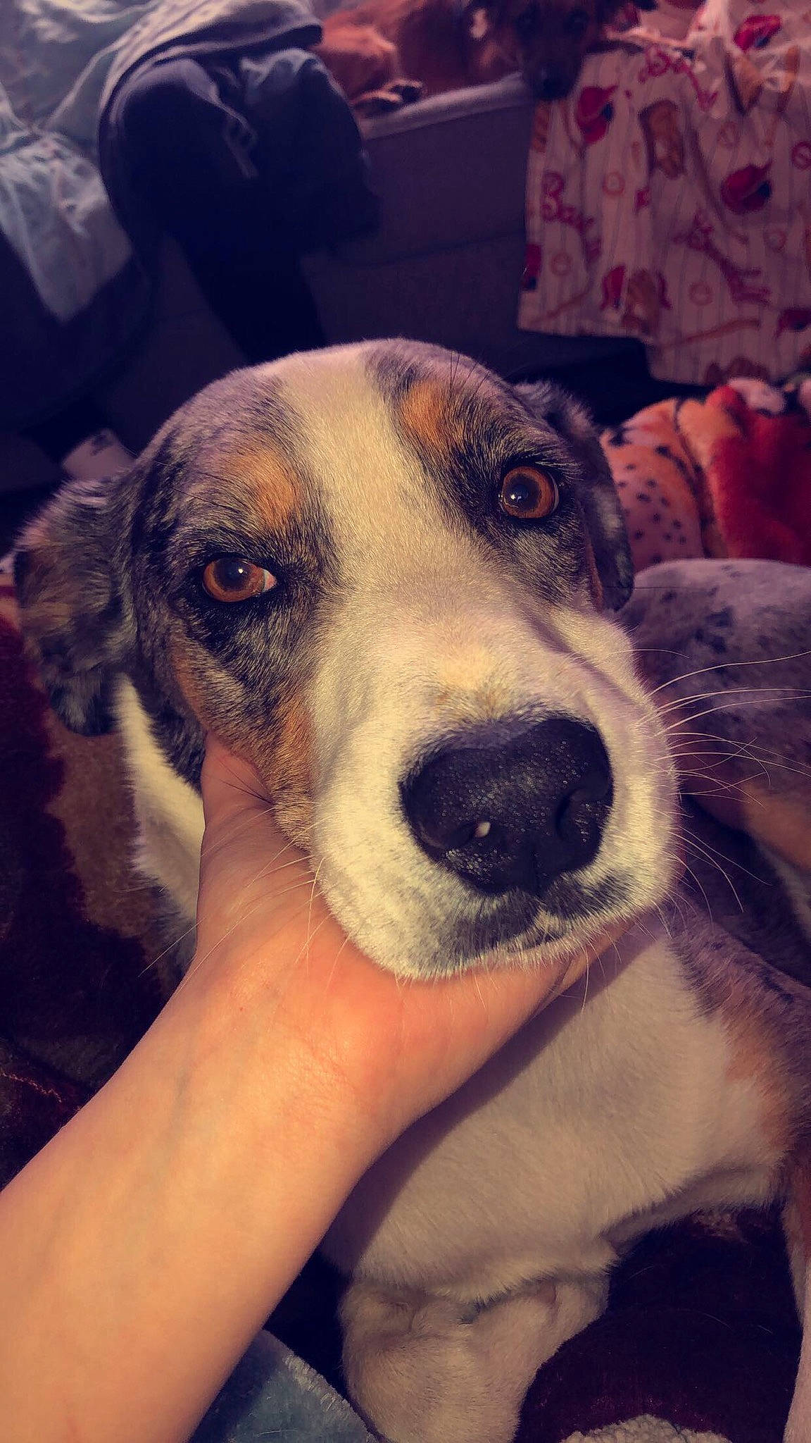 Mowgli is registered to the contest to win money with this photo: canidae, carnivore, cloud, companion_dog, dog, dog_breed, fur, hound, mammal, metal, non_sporting_group, puppy_love, scent_hound, snout, sporting_group, square, street_dog, whiskers, working_animal