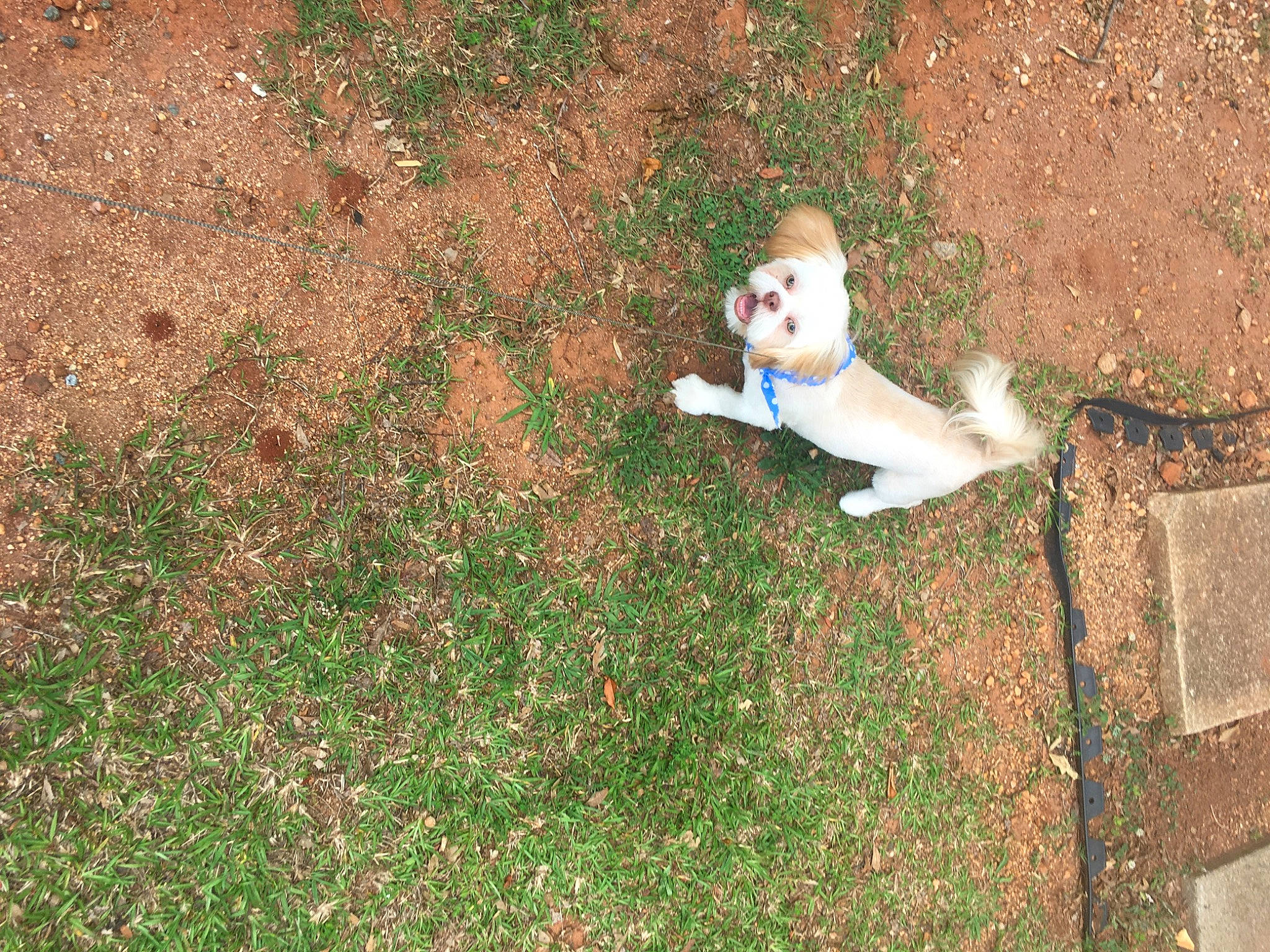 Peanut Butter is registered to the contest to win money with this photo: carnivore, companion_dog, dog_breed, fawn, flooring, fun, grass, grass_family, groundcover, landscape, leisure, people_in_nature, plant, shadow, shrub, sitting, soil, tail, toy, vertebrate