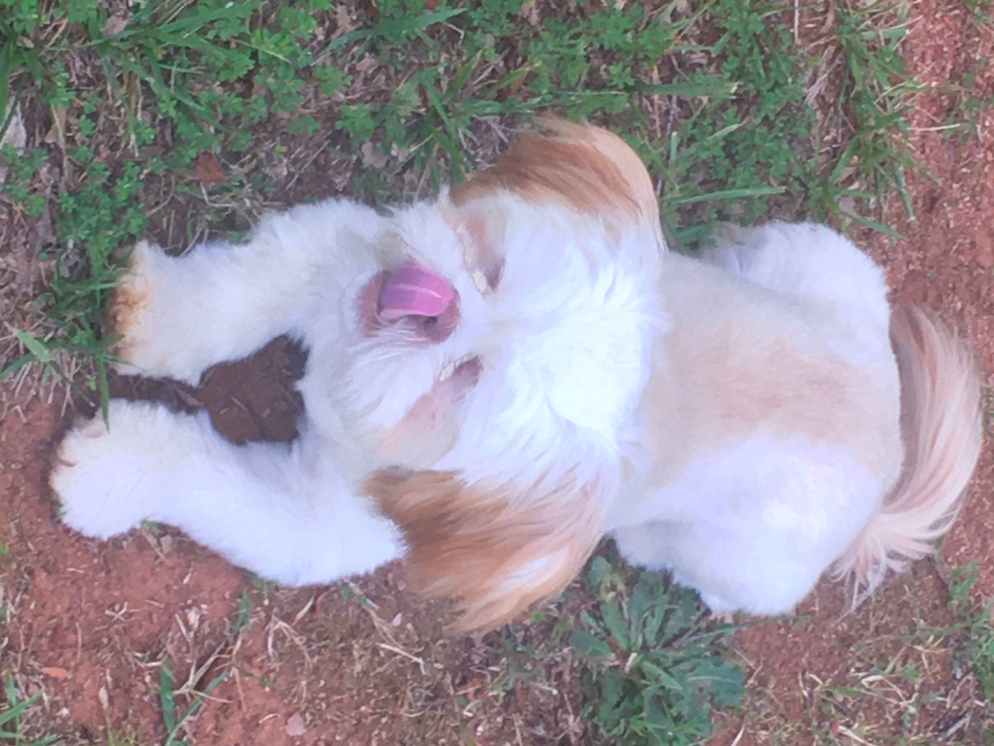 Peanut Butter joined the competition — help win amazing prizes! canidae, carnivore, companion_dog, dog, dog_breed, fawn, fur, grass, liver, mal_shi, maltepoo, non_sporting_group, plant, small_terrier, sporting_group, tail, terrier, toy_dog