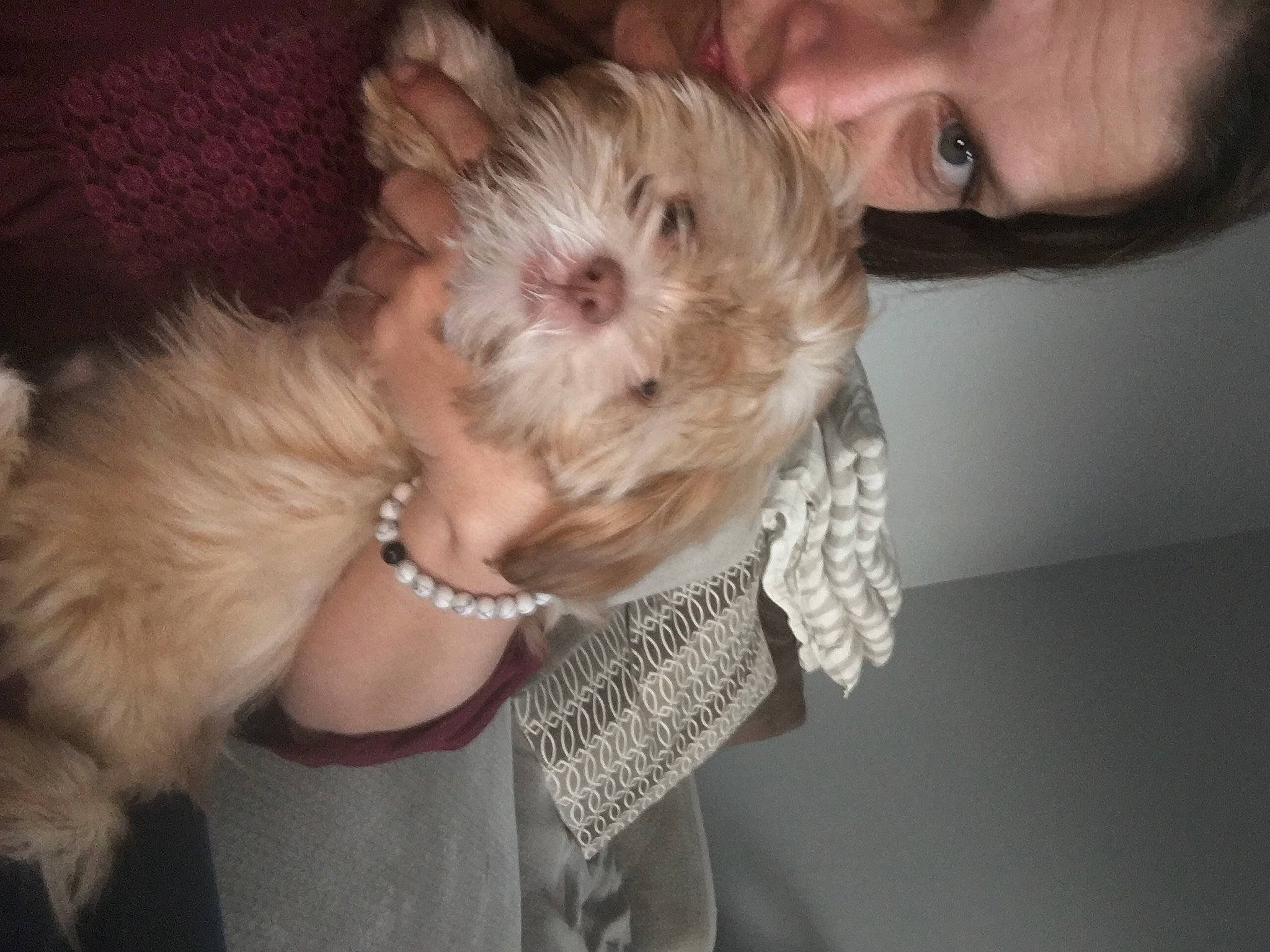 Peanut Butter joined the competition — help win amazing prizes! blond, canidae, carnivore, companion_dog, dog, dog_breed, dog_collar, ear, fashion_accessory, fawn, fur, gesture, happy, head, small_terrier, snout, sporting_group, terrier, toy_dog, working_animal