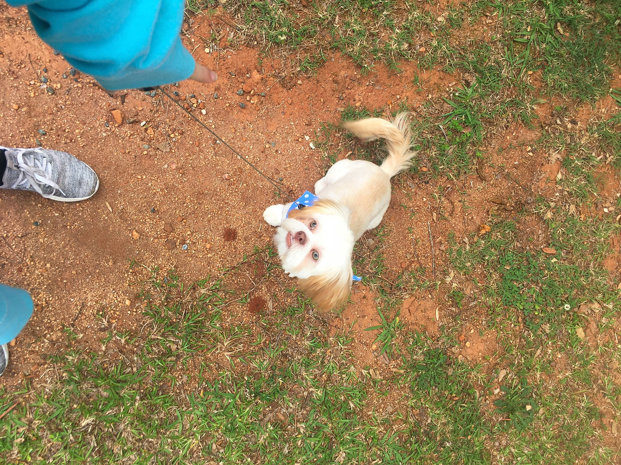 Peanut Butter is registered to the contest to win money with this photo: ball, canidae, carnivore, companion_dog, dog, dog_breed, fawn, foot, grass, human_leg, non_sporting_group, people_in_nature, plant, shadow, small_terrier, soil, sporting_group, tail, terrier, toy_dog