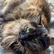 Eevee is registered to the contest to win money with this photo: cat, tortoiseshell, fluffy, long_hair, feline, pet, animal, green_eyes, whiskers, closeup, portrait, lying_down, upside_down, relaxed, indoors, blanket, soft_texture, brown_fur, black_fur, photography