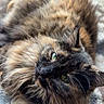 cat, tortoiseshell, fluffy, long_hair, feline, pet, animal, green_eyes, whiskers, closeup, portrait, lying_down, upside_down, relaxed, indoors, blanket, soft_texture, brown_fur, black_fur, photography