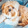 animal, blanket, brown, canine, companion, cozy, cute, cute_pet, dog, domestic, fluffy, fur, indoor, lounging, mammal, pet, portrait, relaxed, resting, small_dog