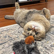 Cheeko is registered to the contest to win money with this photo: cat, tabby_cat, toy, feathers, upside_down, rug, wooden_floor, cabinet, books, plant, indoor, pet, curious, lying_down, furniture, floor, whiskers, eyes, closeup, domestic_animal