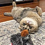 cat, tabby_cat, toy, feathers, upside_down, rug, wooden_floor, cabinet, books, plant, indoor, pet, curious, lying_down, furniture, floor, whiskers, eyes, closeup, domestic_animal